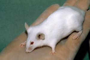 reviewed_humanized_mice
